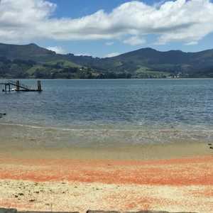 شواطئ نيوزيلندا الجنوبية الشرقية تحولت إلى الأحمر الزاهي