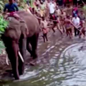 أنثى الفيل نفقت مع جنينها