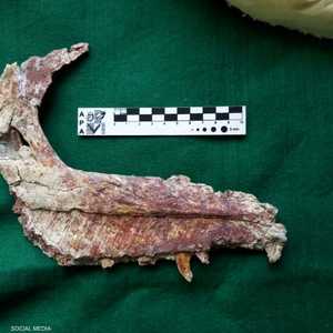 الديناصور المكتشف كان يتغذى على اللحوم