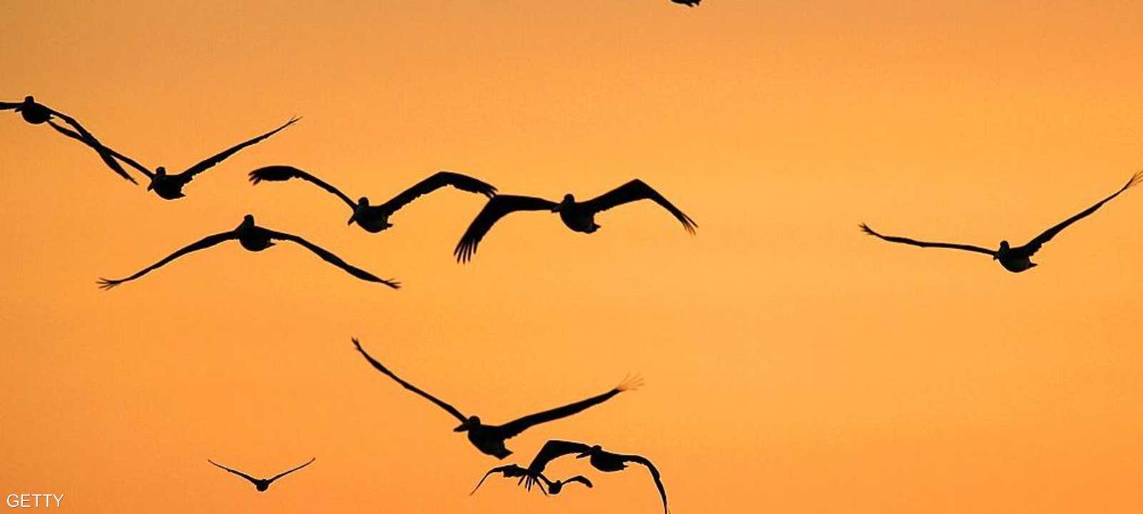 تعديل القانون يهدد بنفوق مليارات الطيور