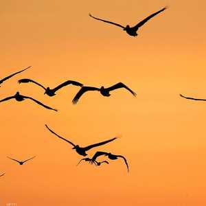 تعديل القانون يهدد بنفوق مليارات الطيور