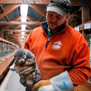 مزارع نرويجي يحمل أحد حيوانان المينك