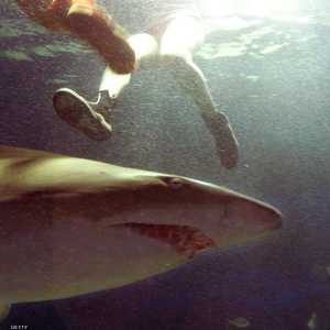 3 هجمات قاتلة لأسماك القرش في أستراليا