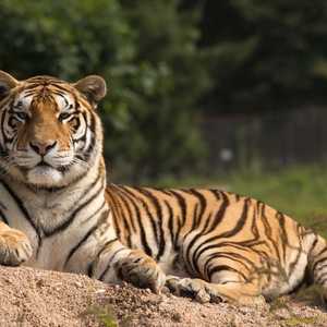 تضم الهند حوالى 70% من نمور العالم.