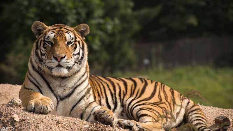 Për shkak të rrezikut... Tigri endacak, "njeri-gllabëruesi", është në robëri përgjithmonë Sky News Arabia