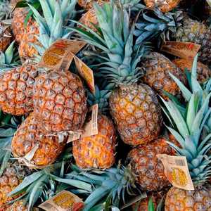 الكوكايين ضبط ببراميل تحتوي لب الأناناس