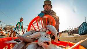 انتعاش صيد وبيع الأسماك في العراق