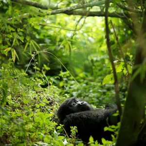 أوغندا موطن رئيسي للغوريلا الجبلية