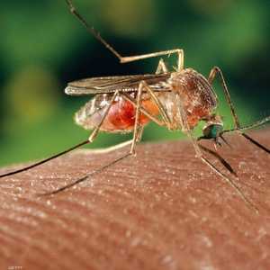 وزارة الصحة الأميركية حذرت من خطورة حشرة القراد.