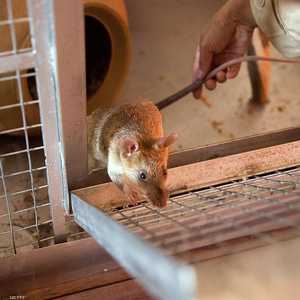 الفئران التي تباع بأسواق جنوب شرق آسيا تحتوي فيروسات تاجية