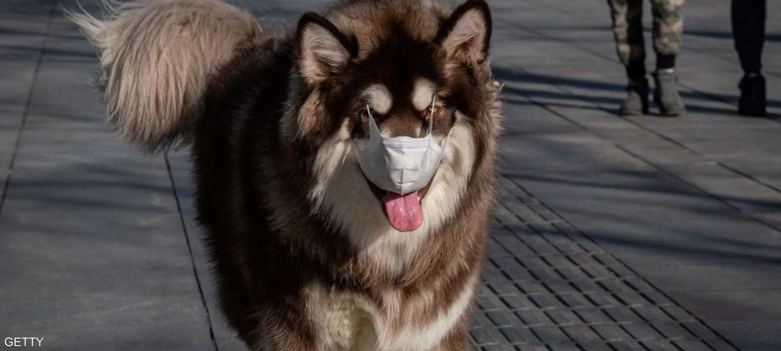 الكلاب يمكن أن تحمل الفيروس على أطرافها.