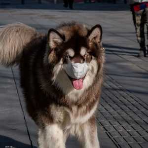 الكلاب يمكن أن تحمل الفيروس على أطرافها.