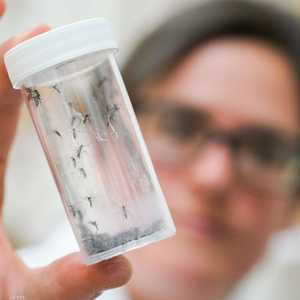 ينشط بعوض النمر في الصيف وحتى نوفمبر