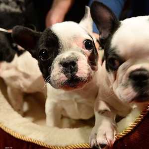 أرشيفية.. كلاب من فصيلة "بولدوغ"