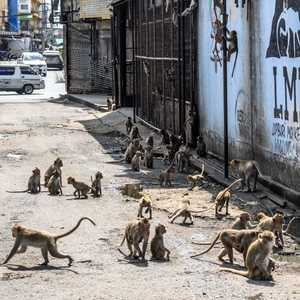 قردة تجتاح مدينة تايلاندية