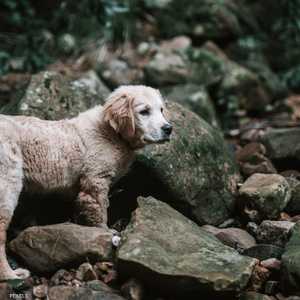 بلاغ عن قسوة بحق حيوانات يكشف عن طفل في قفص