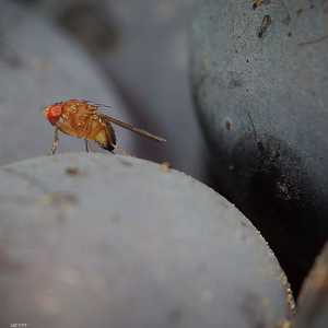 ذبابة الفاكهة