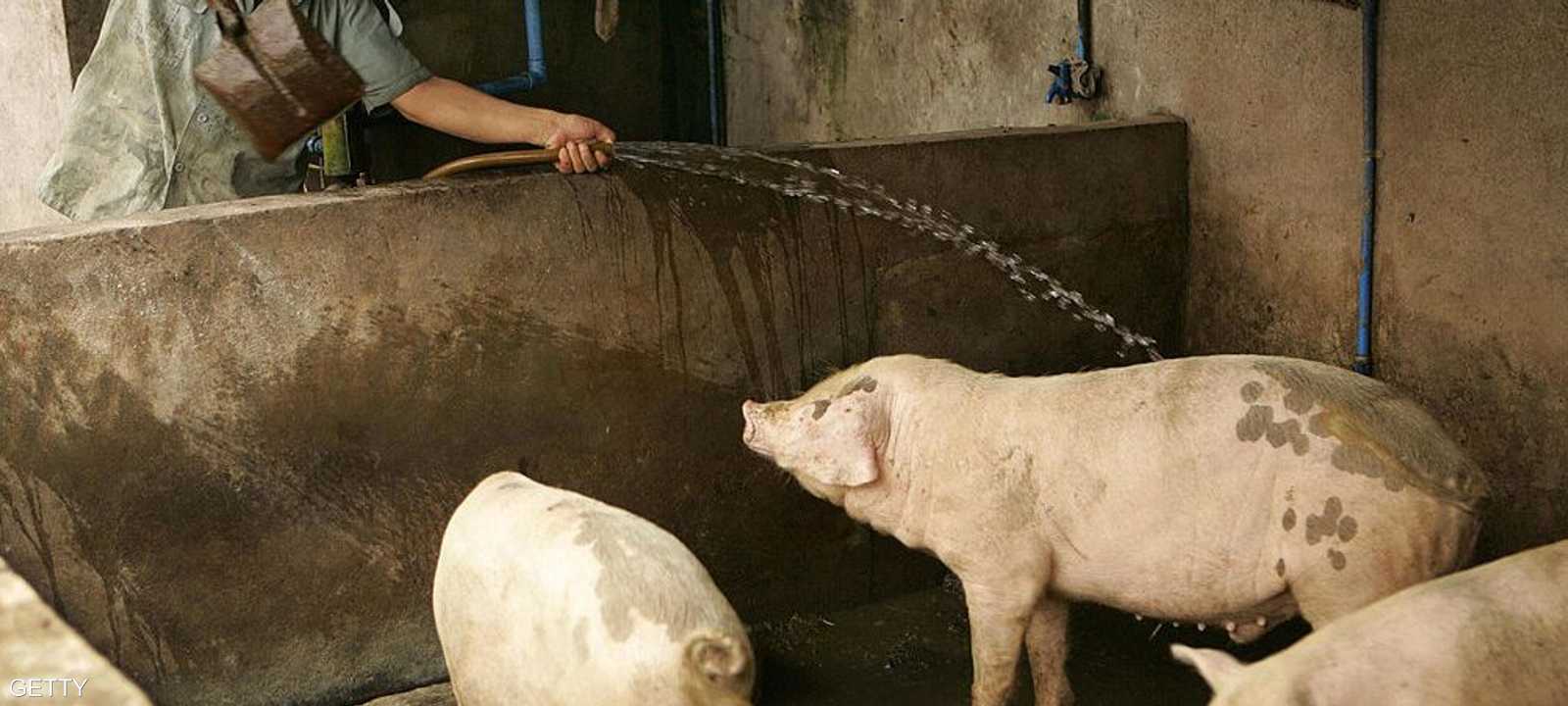 أرشيفية لمزرعة خنازير في الصين