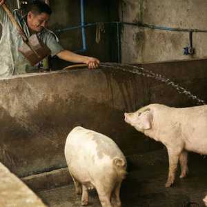 أرشيفية لمزرعة خنازير في الصين