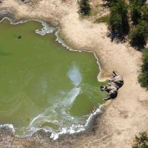 سجلت أول حالة نفوق للفيلة في دلتا أوكافانغو بشمال بوتسوانا