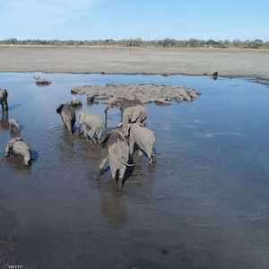 الأفيال وجدت نافقة قرب مصادر المياه.