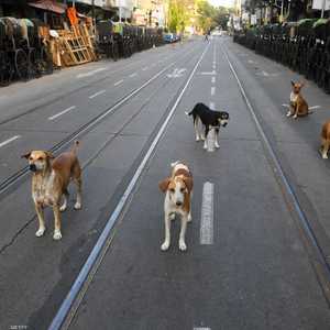 يتم تهريب ما يصل إلى 30 ألف كلب سنويًا إلى ناغالاند.