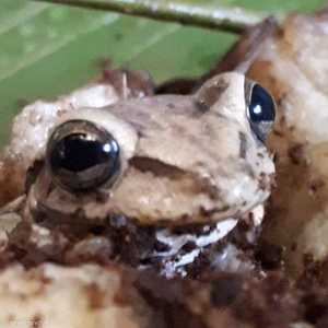 الضفدع الذي وجد وسط أكوام الموز في ويلز