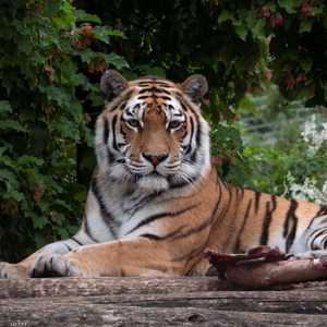 نمر سيبيري في حديقة حيوانات بفيينا - أرشيف