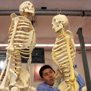 العظام هل هي مفتاح مكافحة الشيخوخة؟