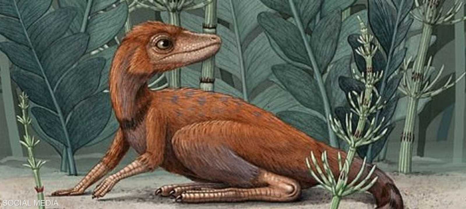 كونغونافون كيلي.. بحجم لا يصدق