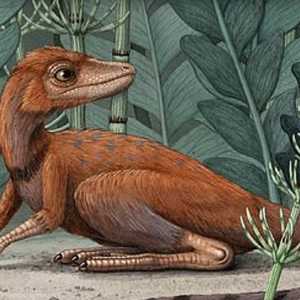 كونغونافون كيلي.. بحجم لا يصدق