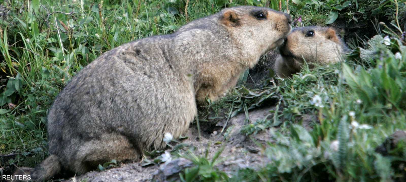 مرض الطاعون منتشر  في حيوان المرموط
