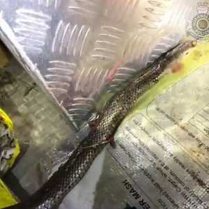 رجل يعثر على أفعى ضخمة في سيارته