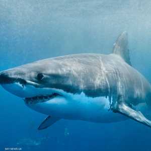 سواحل أستراليا تسجل عددا من الحوادث المماثلة