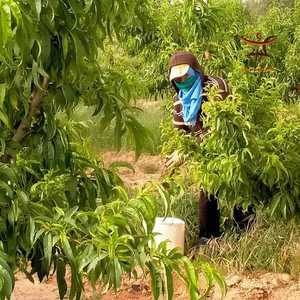 تصف منظمات ظروف عمل التونسيات بالزراعة بالمأساوية