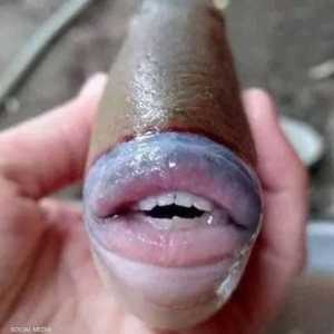 عثر على السمكة الجديدة في ماليزيا