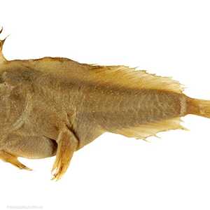 السمكة التي أمسك بها فرانسوا بيرون عام 1802