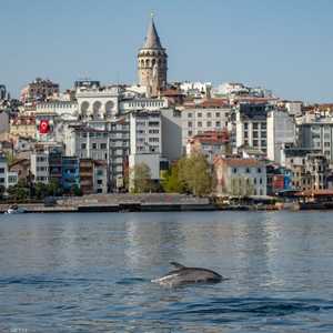 ظهور "غريب" للدلافين في إسطنبول