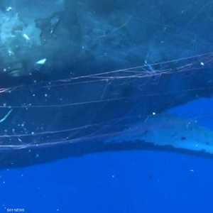 الحوت وشباك الصيد.. مشكلة مزعجة