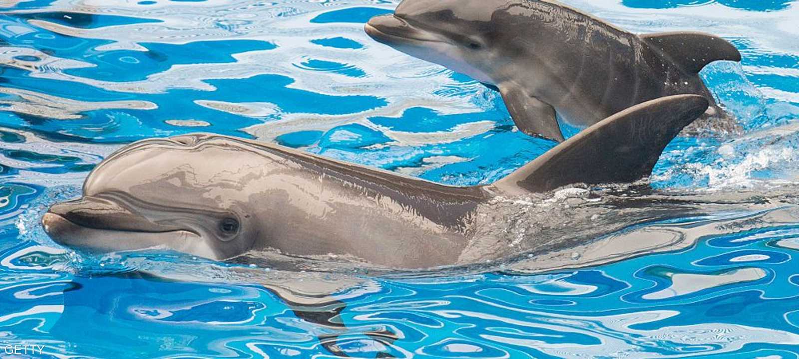 الدلافين مستخدمة في البحرية الروسية منذ 4 عقود.