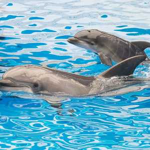 الدلافين مستخدمة في البحرية الروسية منذ 4 عقود.