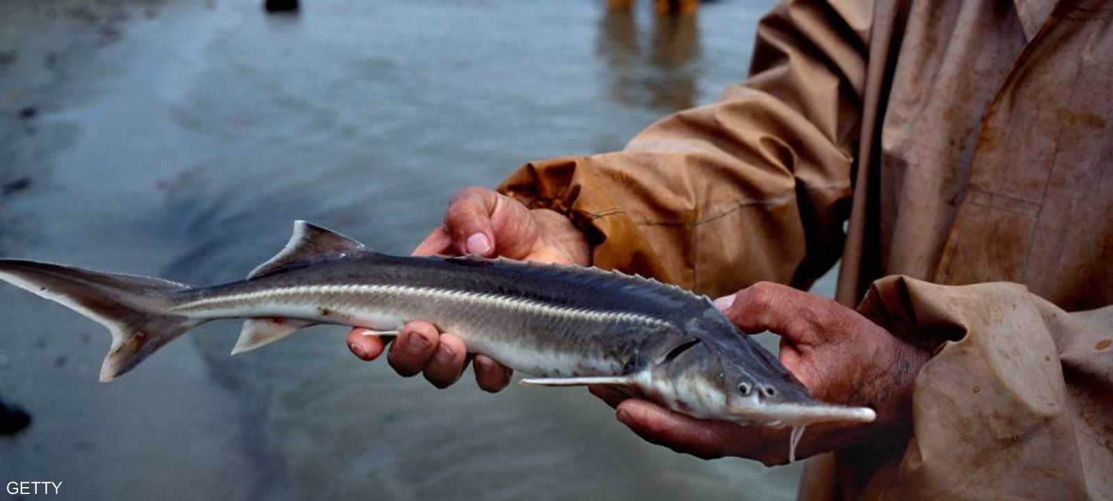 سمك الحفش الروسي مهدد بالانقراض