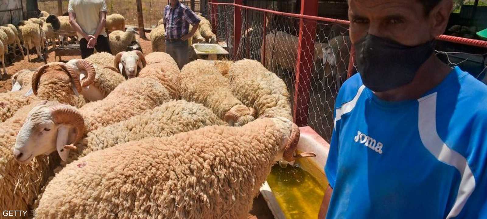 تجنيد ألفي بيطري للإشراف على نقاط البيع والذبح