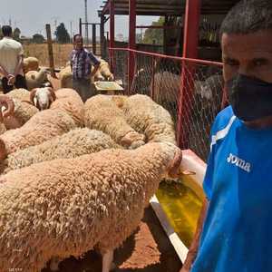 تجنيد ألفي بيطري للإشراف على نقاط البيع والذبح