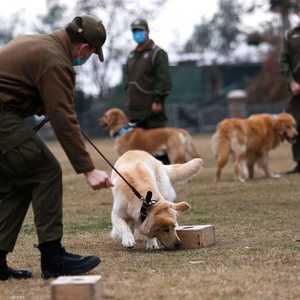 جانب من تدريب كلاب على شم فيروس كورونا في تشيلي