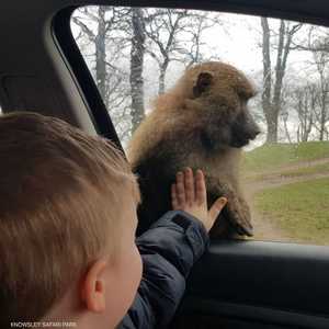 القردة تلهو مع زوار الحديقة بشكل طبيعي