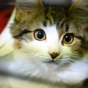 القطة تعيش في إنجلترا وخضعت للاختبار في مختبر ويبريدج