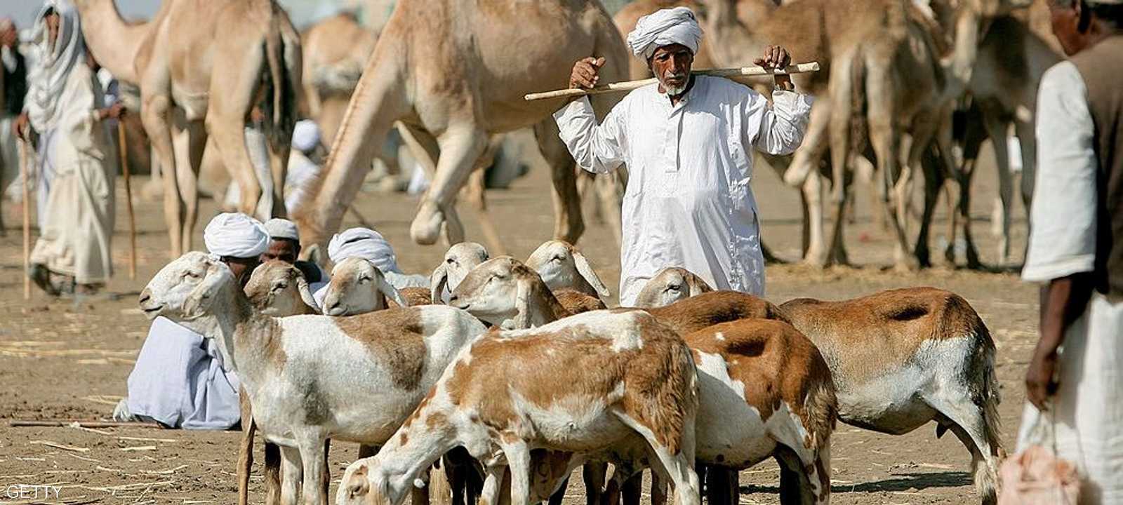 أحد تجار الماشية في السودان