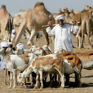 أحد تجار الماشية في السودان