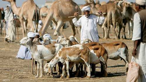 أحد تجار الماشية في السودان